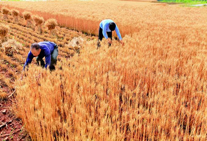 5月23日,农民在山东省临沂市新庄镇的山地梯田里收割小麦.